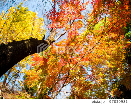 対角魚眼レンズで撮る国分寺お鷹の道の美しい景色 対角魚眼レンズで撮る国分寺お鷹の道の美しい景色 97830981