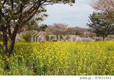 青空の下広がる菜の花畑と桜　小宅古墳群 97831341