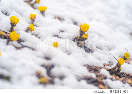 【花素材】雪から顔をのぞかせる福寿草【長野県】 【花素材】雪から顔をのぞかせる福寿草【長野県】 97831495
