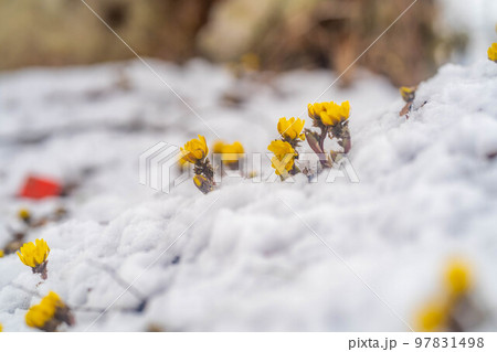 【花素材】雪から顔をのぞかせる福寿草【長野県】 【花素材】雪から顔をのぞかせる福寿草【長野県】 97831498