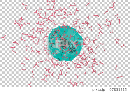 Image of plasma cells producing antibodies Image of plasma cells producing antibodies 97831515