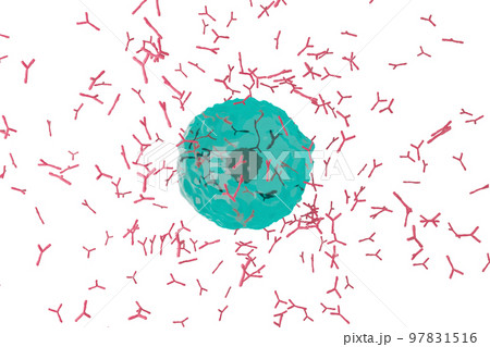 抗体を産生する形質細胞のイメージ 97831516