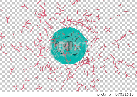 抗体を産生する形質細胞のイメージ 97831516