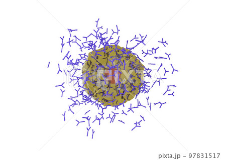 抗体を産生する形質細胞のイメージ 97831517
