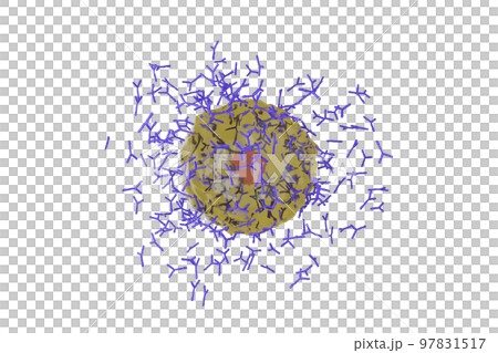 抗体を産生する形質細胞のイメージ 97831517