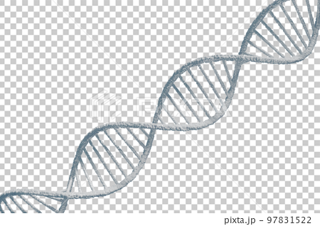 DNAの二重螺旋のイメージ 97831522