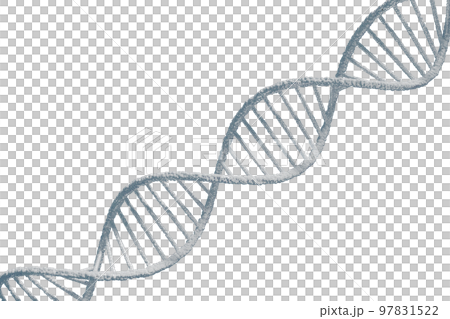 Image of double helix of DNA 97831522