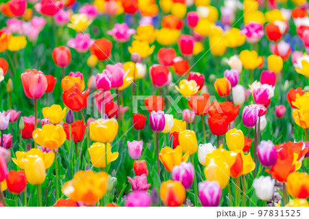 【花素材】一面のチューリップ畑【長野県】 97831525
