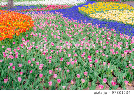【花素材】一面のチューリップ畑【長野県】 97831534