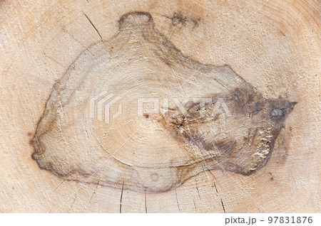 Log end texture.Wooden surface backdrop.の写真素材 [97831876] - PIXTA