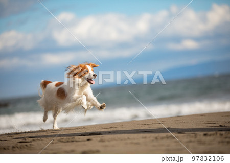 冬の砂浜で楽しそうに走るコーイケルホンディエ 97832106
