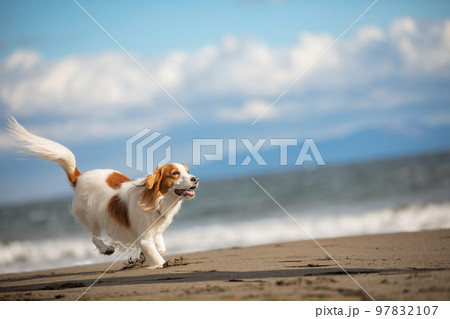 冬の砂浜で楽しそうに走るコーイケルホンディエ 97832107
