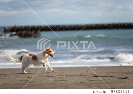 冬の砂浜で楽しそうに走るコーイケルホンディエ 97832111