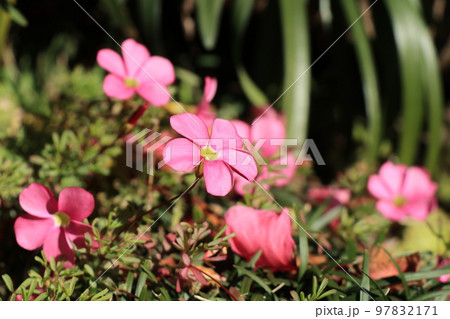 クローズアップ撮影した陽だまりに咲くオキザリスの花 97832171