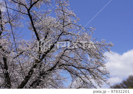 桜 97832201