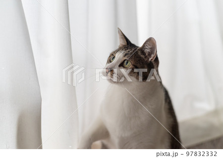 見つめる猫　キジトラ猫 97832332