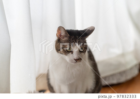 見つめる猫 キジトラ猫 見つめる猫 キジトラ猫 97832333