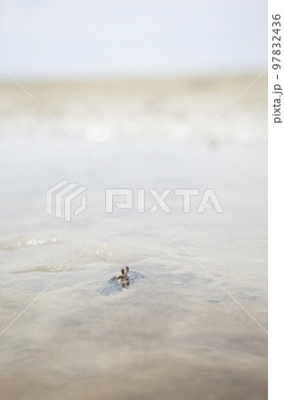 水面から目を出すカニ 父母ヶ浜 水面から目を出すカニ 父母ヶ浜 97832436