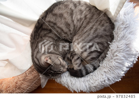 眠る猫 サバトラ猫 眠る猫 サバトラ猫 97832485