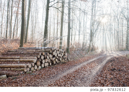 Forest path through a frost forest with frosted leaves on the ground and a trees lying down 97832612