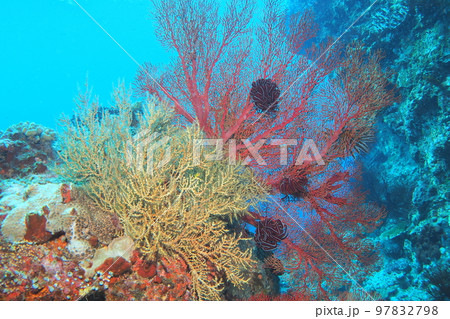 イソバナ 赤色黄色 水中写真 イソバナ 赤色黄色 水中写真 97832798