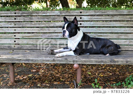 里山散歩を楽しみながらベンチに松ぼっくりを置いて森を見つめる可愛いボストンテリアのマイティ君 97833226