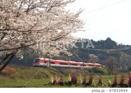 満開の桜を横目に走る近鉄大阪線の特急電車 満開の桜を横目に走る近鉄大阪線の特急電車 97833694