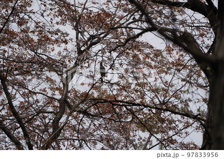 桜に鳥 桜に鳥 97833956