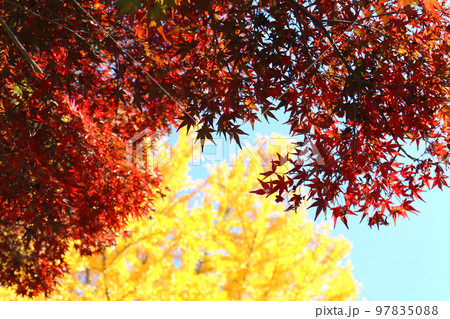 長瀞紅葉祭りの紅葉 長瀞紅葉祭りの紅葉 97835088