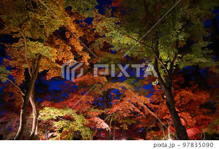 長瀞紅葉祭り月の石公園のライトアップされた紅葉 長瀞紅葉祭り月の石公園のライトアップされた紅葉 97835090