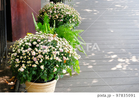 Pots with beige chrysanthemums and green fern in outdoor summer cafe. Flowers in a flowerpot. 97835091