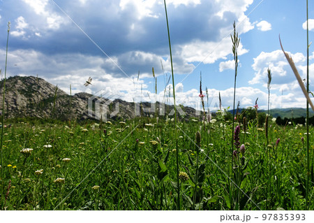 Nature of East Kazakhstan, summer day, mountains, fields, grass 97835393