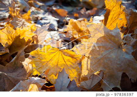 Autumn foliage in the park.Abstract background. 97836397