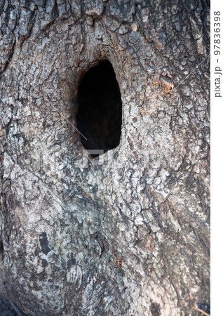 Hollow in a tree.Abstract backdrop. 97836398