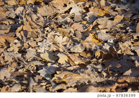 Autumn foliage in the park.Abstract background. 97836399
