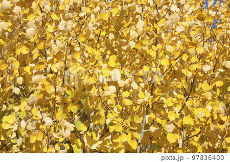 Yellowed aspen foliage in the park.Abstract background. Yellowed aspen foliage in the park.Abstract background. 97836400