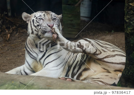 Close up white tiger is sit down and rest on floor Close up white tiger is sit down and rest on floor 97836417