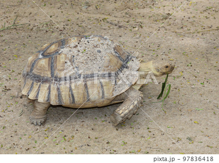 Sulcata tortoise in the garden at thailand Sulcata tortoise in the garden at thailand 97836418