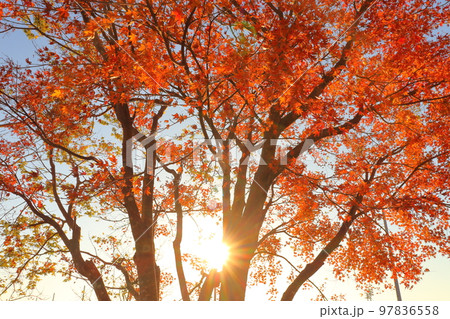 朝日 カエデの木 紅葉 朝日 カエデの木 紅葉 97836558