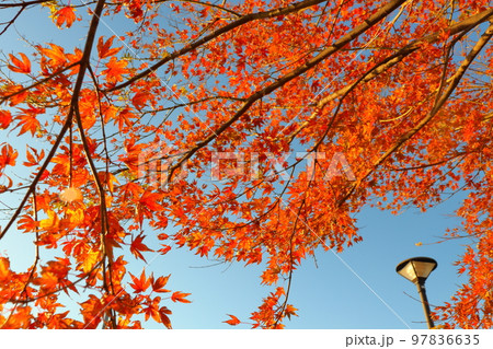 カエデの木　紅葉　青空　街灯 97836635
