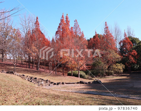 西神中央公園　神戸市　西区　公園　冬　12月 97836740