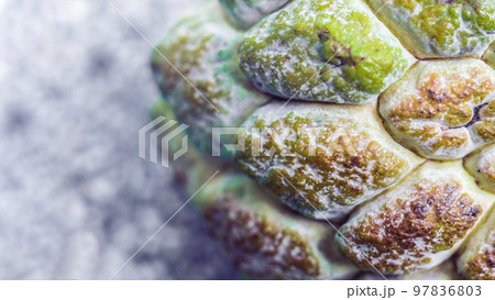 Abstract mystic background beauty nature wallpaper. Real photo close macro sugar custard apple annona exotic tropical fruit. Oval scaly skin texture surface rough. Light green brown contrast color 97836803