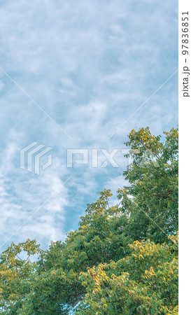 Nature frame deciduous tree top crown plant grow green leaves foliage blue sky cloud sun background 97836851