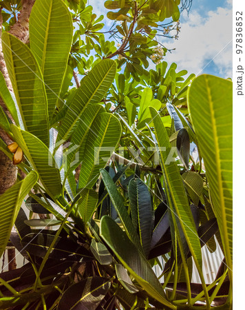 Nature frame deciduous tree top crown plant grow green leaves foliage blue sky cloud sun background Nature frame deciduous tree top crown plant grow green leaves foliage blue sky cloud sun background 97836852
