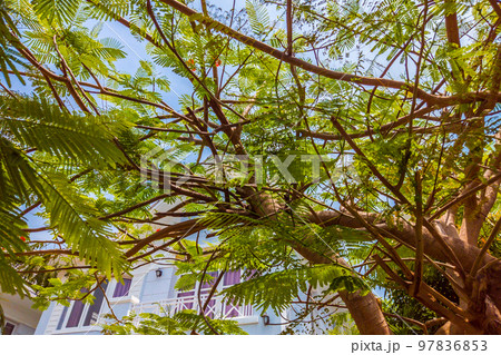 Nature frame deciduous tree top crown plant grow green leaves foliage blue sky cloud sun background Nature frame deciduous tree top crown plant grow green leaves foliage blue sky cloud sun background 97836853