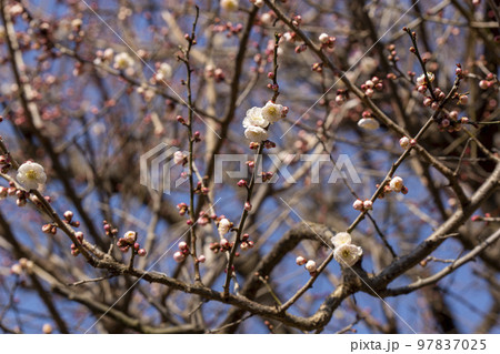 春近し 春近し 97837025