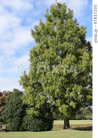 公園のラクウショウの大木 97837205