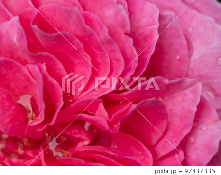 Delicate Yuzen rose petals as nature background 97837335
