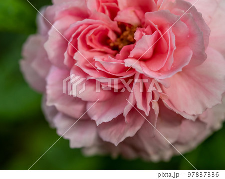 Shape and colors of Princess Meiko roses that blooming 97837336