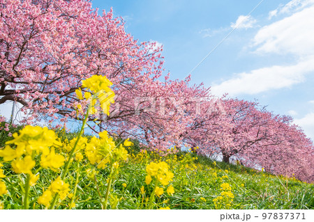 南伊豆町・下賀茂の河津桜 南伊豆町・下賀茂の河津桜 97837371